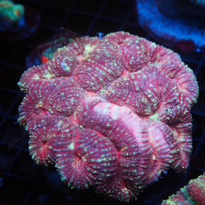 JC Rainbow Lobophyllia