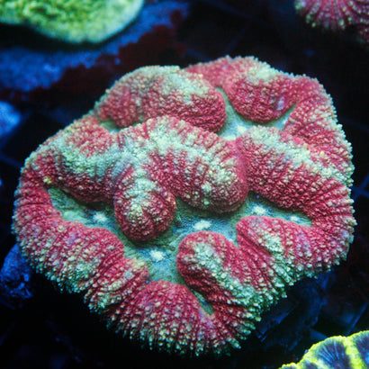 JC Rainbow Lobophyllia