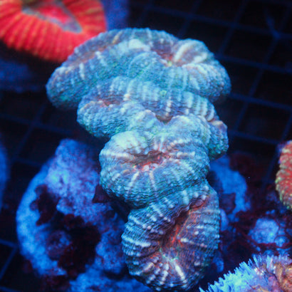 JC Rainbow Symphyllia