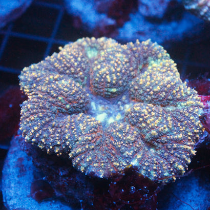 JC Rainbow Lobophyllia