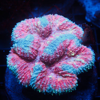 JC Rainbow Lobophyllia