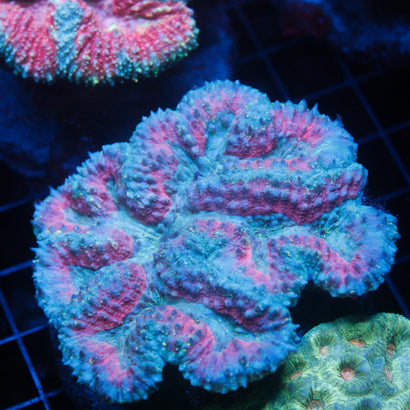 JC Rainbow Lobophyllia