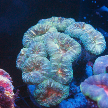 JC Rainbow Symphyllia