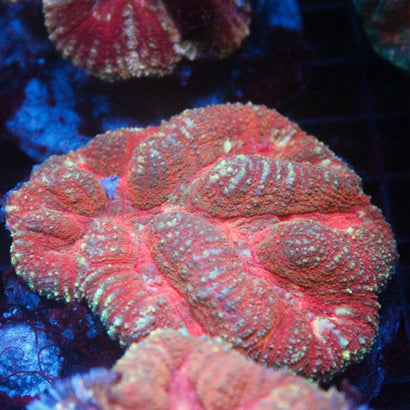 JC Rainbow Lobophyllia