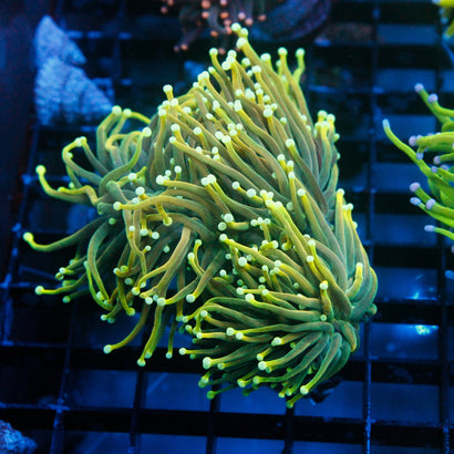 JC Hulk Torch Mini Colony