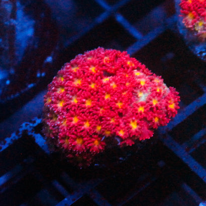 JC Rose Yellow Goni