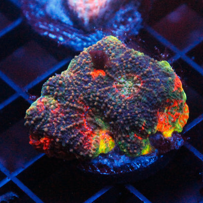 JC Rainbow Chalice