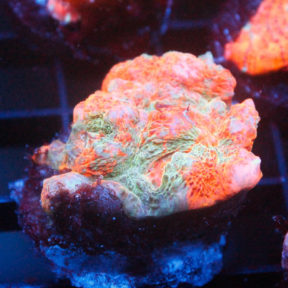 JC Bay Breeze Chalice