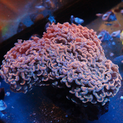 JC Ultra Orange Wall Hammer