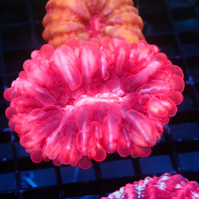 JC Valentine's Day Cynaria