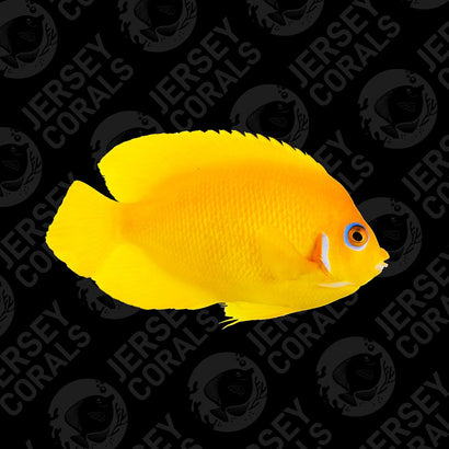 Bali Aquarich Lemon Peel Angelfish