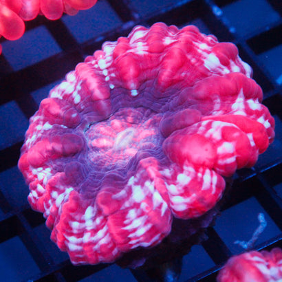 JC Candy Cane Cynaria