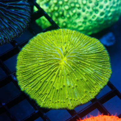 JC Lime Green Plate