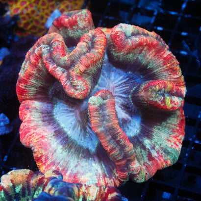 JC Ultra Rainbow Trachy