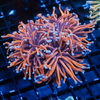 JC Goldilocks Mini Colony