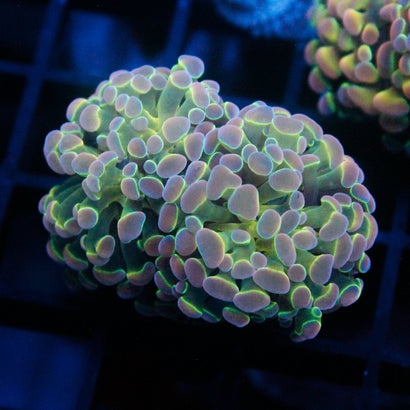 JC Ultra Hologram Hammer