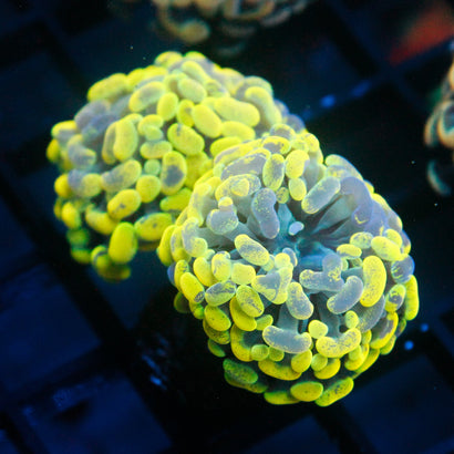 JC Yellow Splatter Hammer