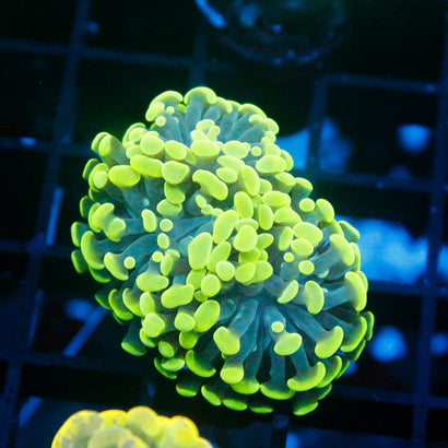 JC Neon Green Hammer