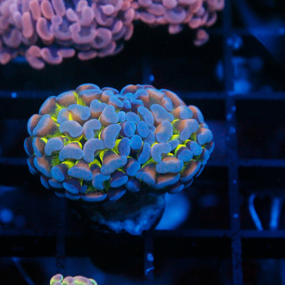 JC Bright Lights Hammer