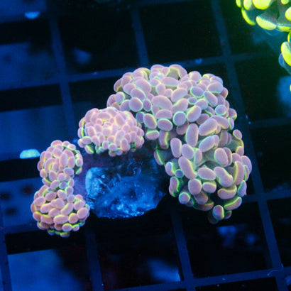 JC Ultra Hologram Hammer Mini Colony