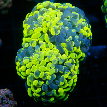 JC Neon Green Splatter Hammer Mini Colony