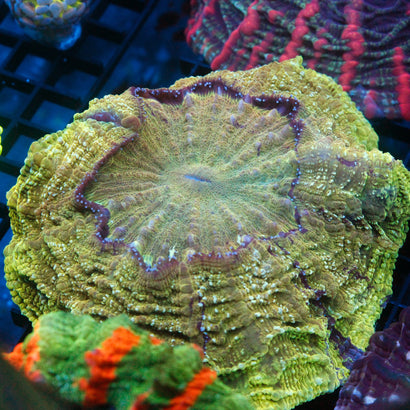 JC Rainbow Acanthophyllia