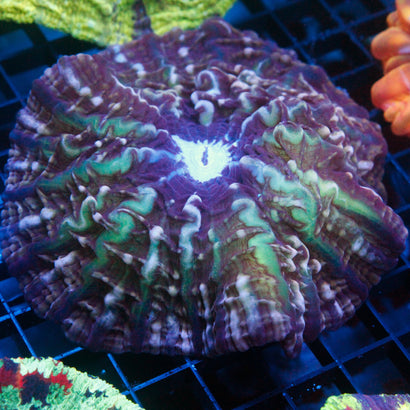 JC Megaladon Cynaria