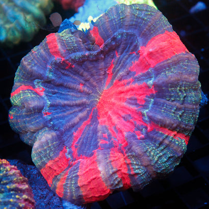 JC Ultra Rainbow Acanthophyllia