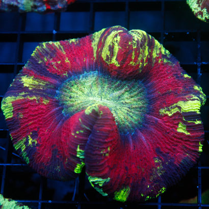 JC Ultra Rainbow Trachy