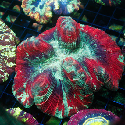 JC Ultra Rainbow Trachy