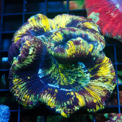 JC Ultra Rainbow Trachy