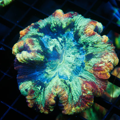 JC Ultra Rainbow Trachy