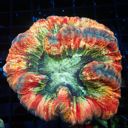 JC Ultra Rainbow Trachy