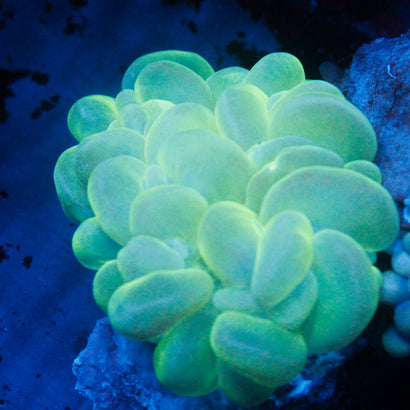 JC Neon Bubble Coral