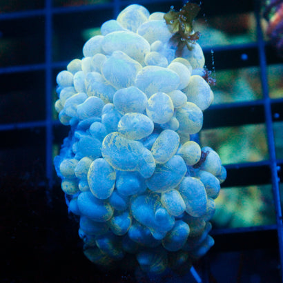 JC Splatter Bubble Coral