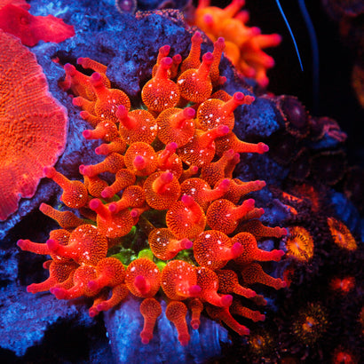 JC Ultra Bubble Tip Anemone