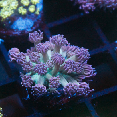 JC Lilly Purple Goni