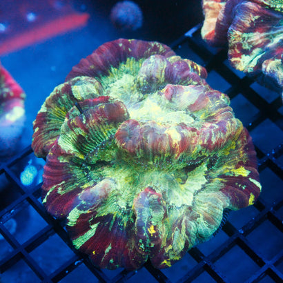 JC Ultra Rainbow Trachy