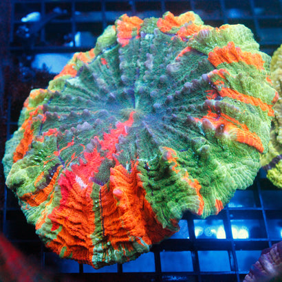 JC Ultra Rainbow Acanthophyllia