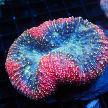 JC Rainbow Lobophyllia