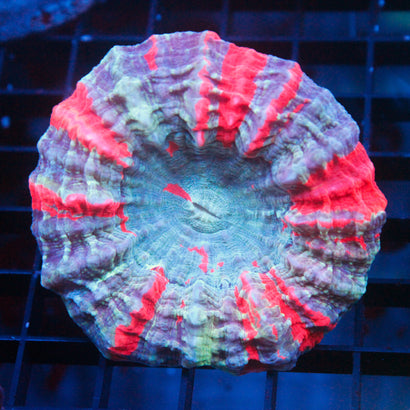 JC Ultra Rainbow Acanthophyllia