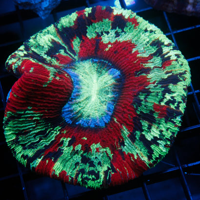 JC Ultra Rainbow Trachy