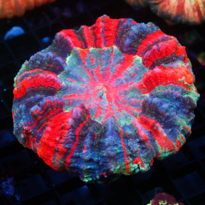 JC Ultra Rainbow Acanthophyllia