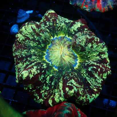 JC Ultra Rainbow Trachy