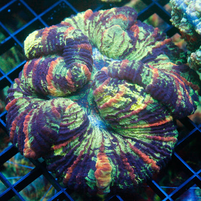 JC Ultra Rainbow Trachy