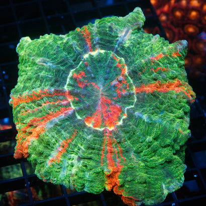 JC Ultra Rainbow Acanthophyllia