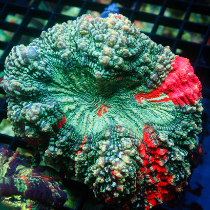 JC Ultra Rainbow Acanthophyllia