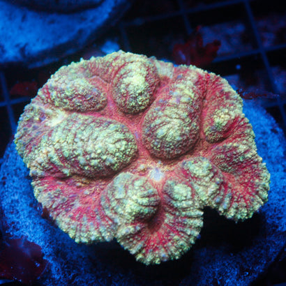 JC Rainbow Symphyllia