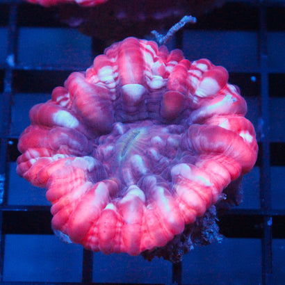 JC Candy Cane Cynaria