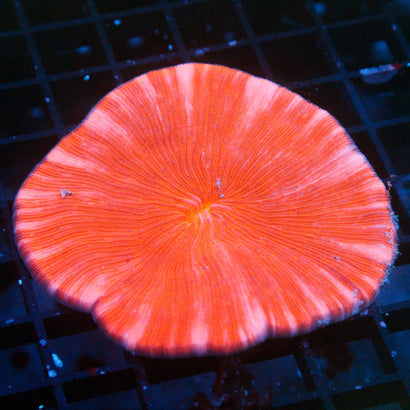 JC Jack O' Lantern Plate